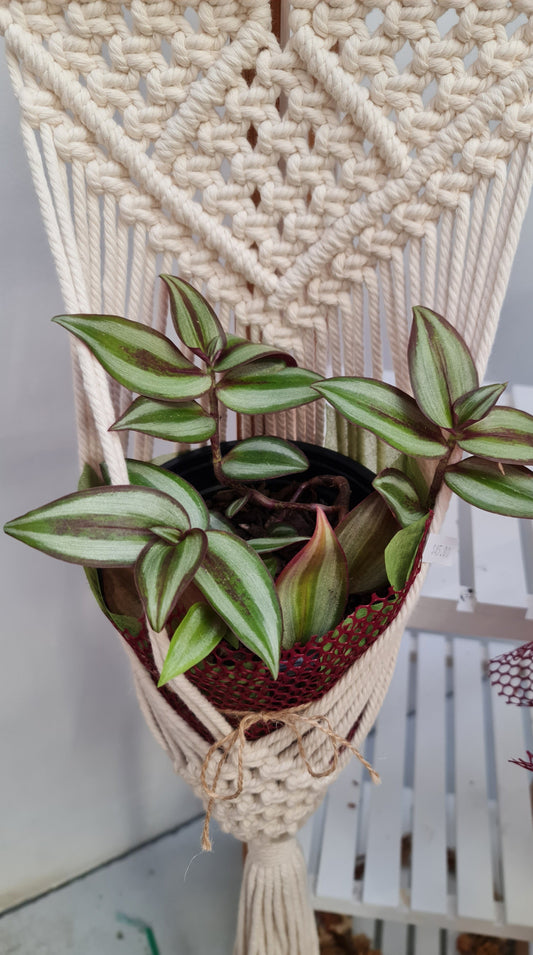 Plant & Macrame