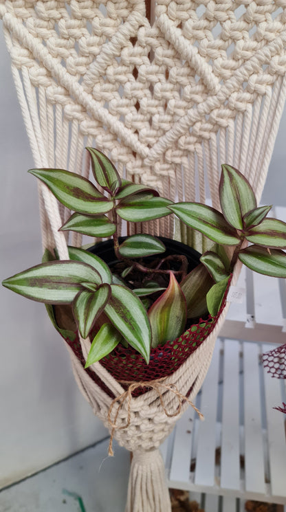 Plant & Macrame
