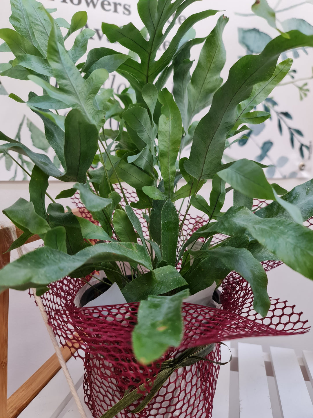 blue star fern nz Blue star Fern with fancy wrapping – By Florist Jin
