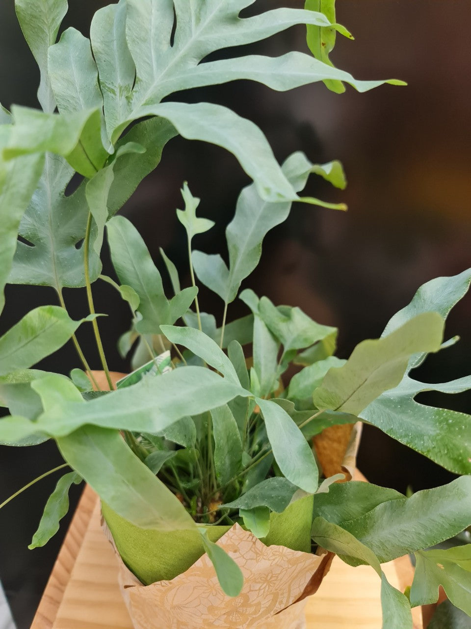 blue star fern nz Blue star Fern with fancy wrapping – By Florist Jin