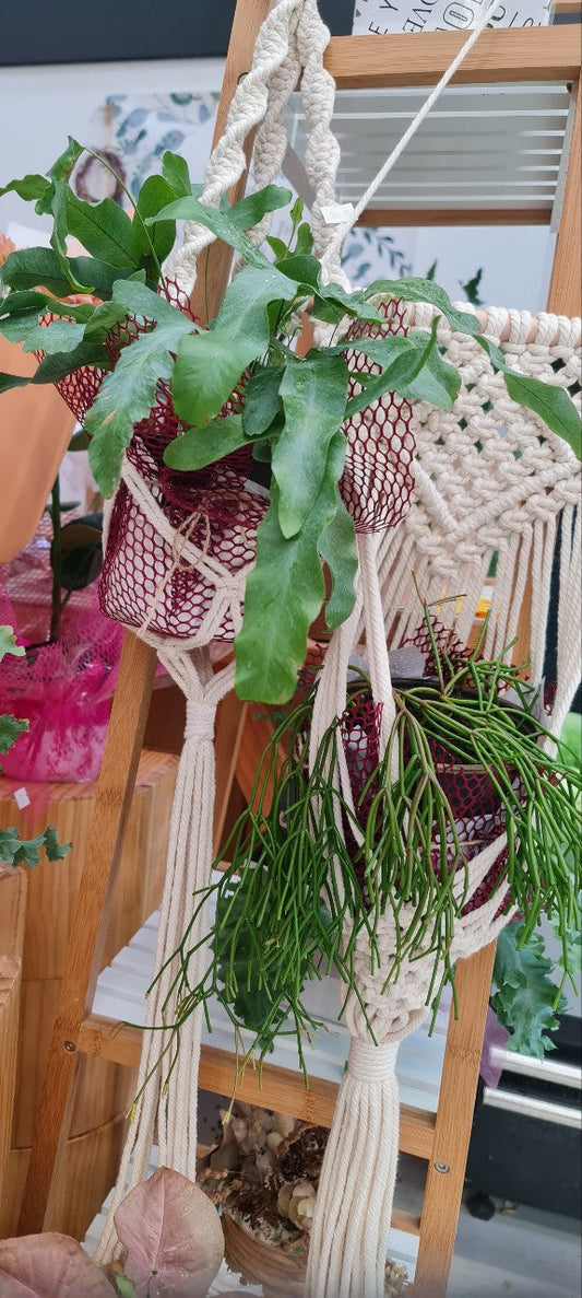 Plant & Macrame