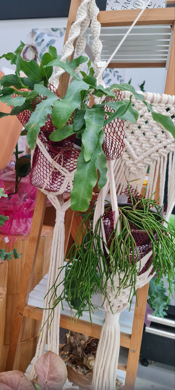 Plant & Macrame