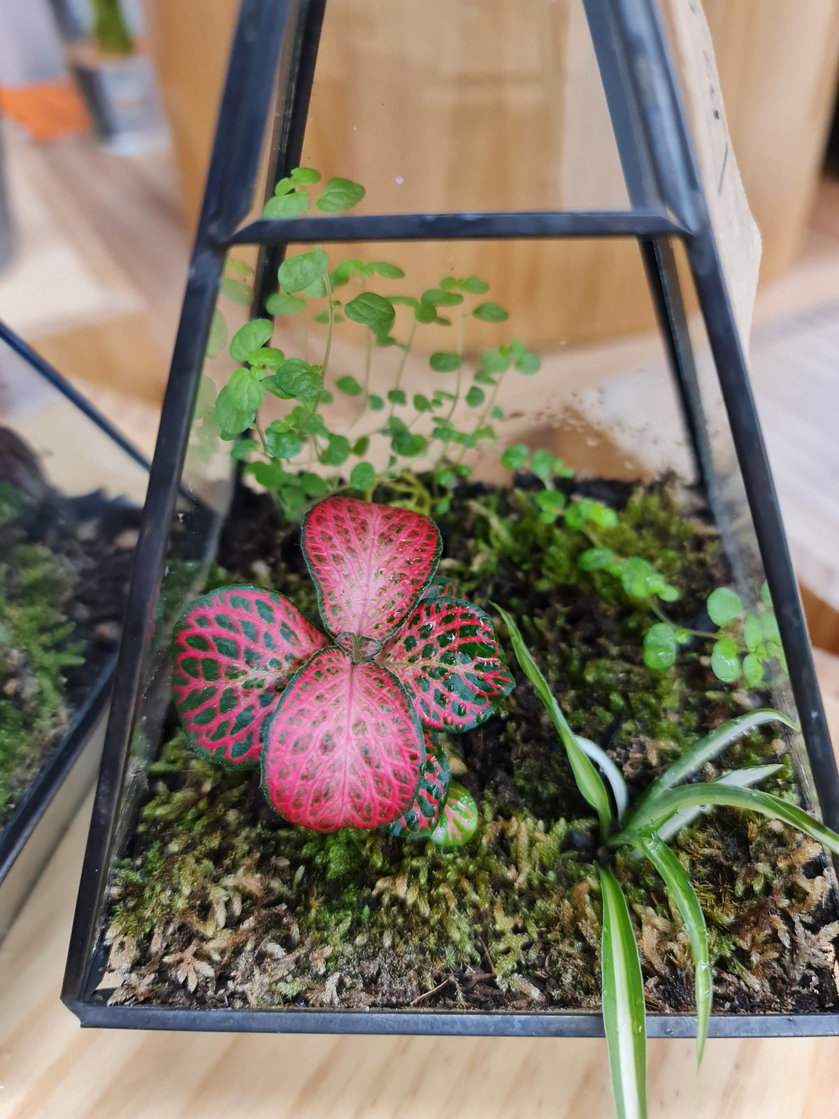 Terrarium