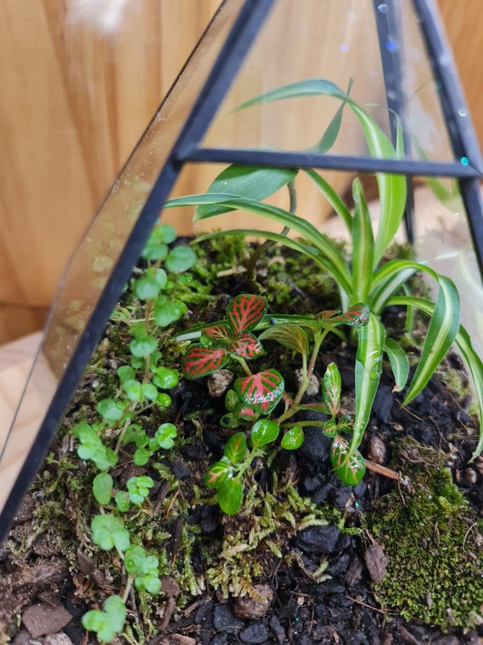 Terrarium